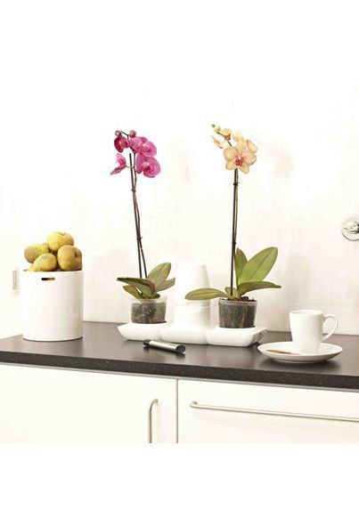 Minigarden Basic Kit – Self-Watering Planter for Indoor & Outdoor Use - Hydroponic Solutions