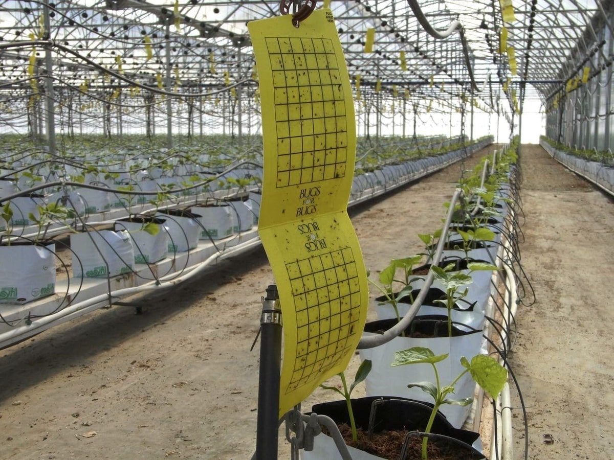 Bugs for Bugs Yellow Sticky Fly Trap – 10 x 25 cm