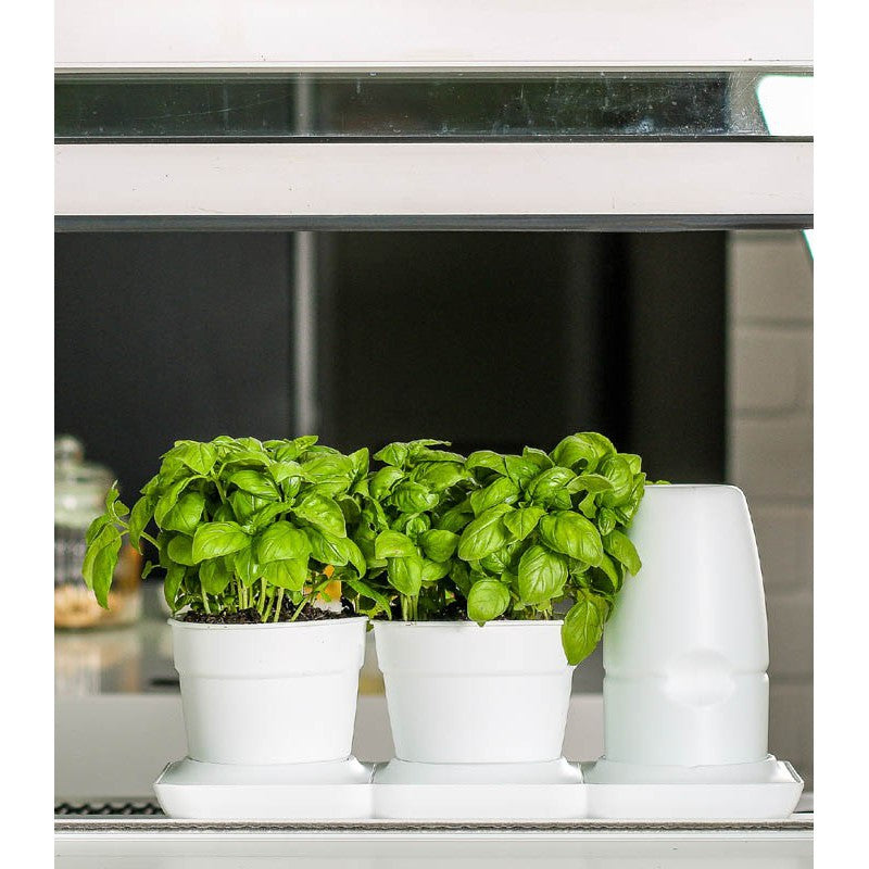 Minigarden Basic Self Watering System - Hydroponic Solutions