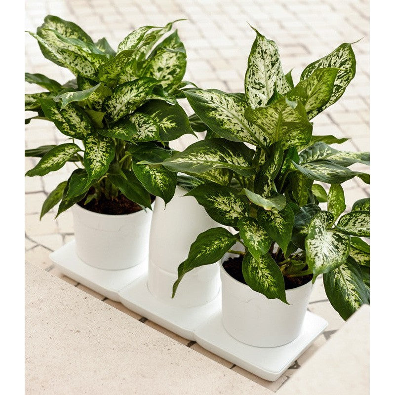 Minigarden Basic Self Watering System - Hydroponic Solutions