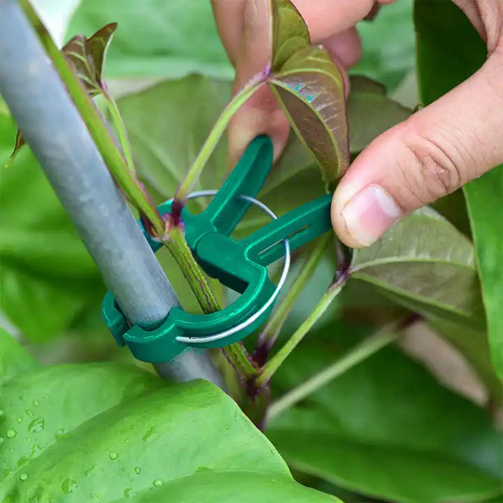 Spring Clips for Plant Training - Hydroponic Solutions