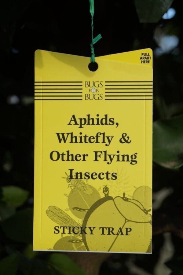 Bugs for Bugs Yellow Sticky Fly Trap – 10 x 25 cm