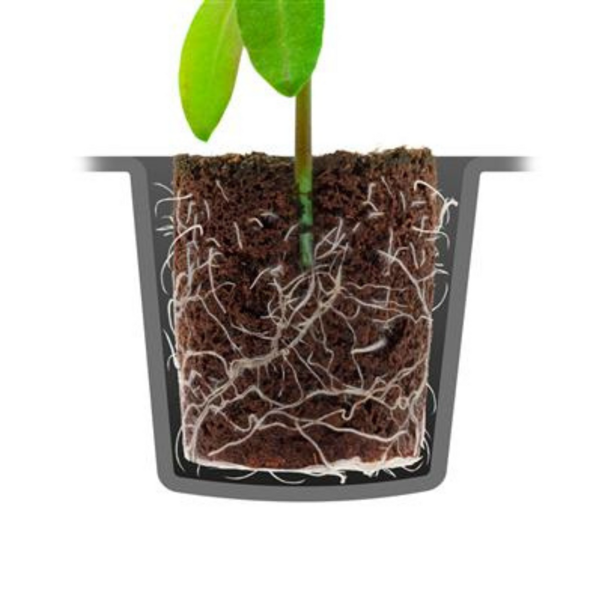ROOT!T Natural Rooting Sponges – 24 Plug Tray & 60 Plug Refill Bag