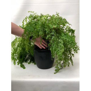 Autopot Smart Pot, Self Watering Hydroponic Pot - Hydroponic Solutions
