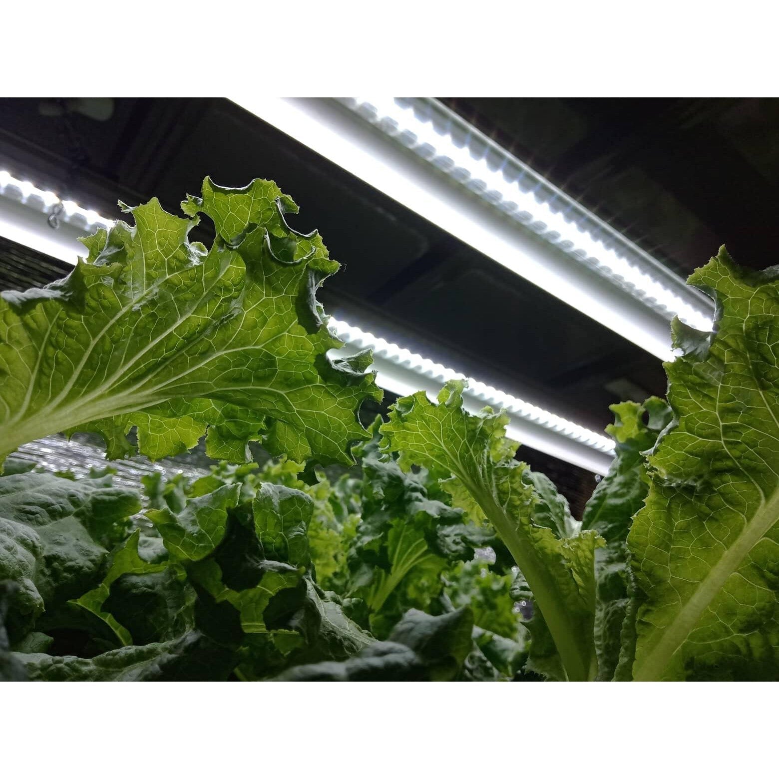 Nanashi Propagator LED Grow Light Bars - Hydroponic Solutions