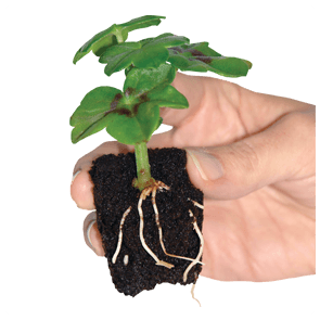 ROOT!T Natural Rooting Sponges – 24 Plug Tray & 60 Plug Refill Bag